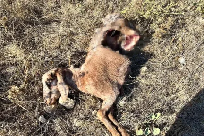 Vahşi Hayvanlar Keçileri Parçaladı: Kumluca
