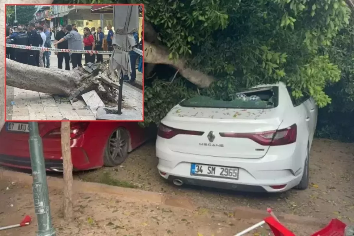 Devrilen ağaç araçları ezdi geçti!