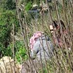 Engelli oğlu için falezlere çıktı, 2 saatte ikna edildi