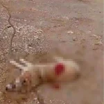 Köpeği av tüfeğiyle öldürdü, gözaltına alındı