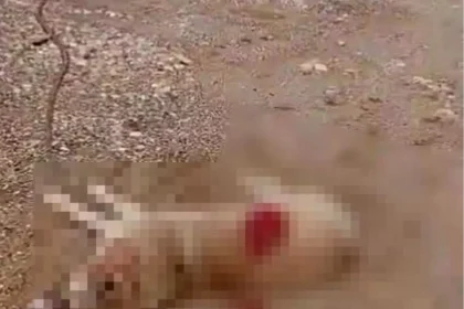 Köpeği av tüfeğiyle öldürdü, gözaltına alındı