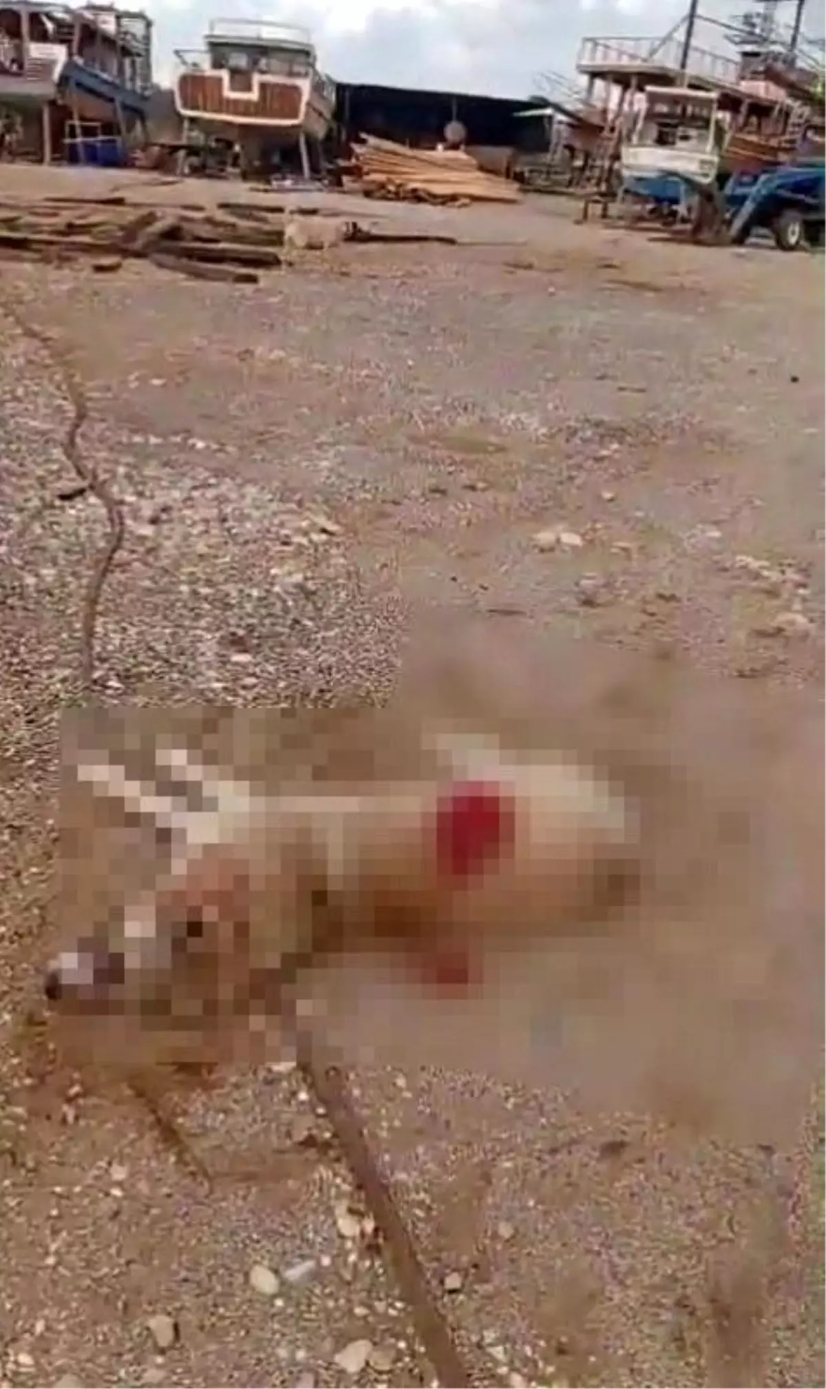 Köpeği av tüfeğiyle öldürdü, gözaltına alındı