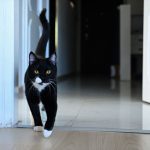 Araç çarptıktan sonra ölüme terk edilen