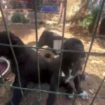 Dövüş köpeği üretip yavruların kulaklarını kesen işletmeye 323 bin TL ceza