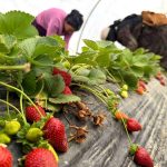 Tarla ile market rafları arasındaki farka üretici bile inanamıyor