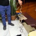 Evine giren yılanı