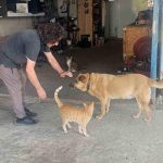 Gözleri görmeyen köpeğe 13 yıldır evladı gibi bakıyor