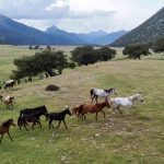 Kökenleri Osmanlı Süvari atlarına dayanan Toroslar