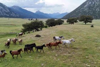 Kökenleri Osmanlı Süvari atlarına dayanan Toroslar