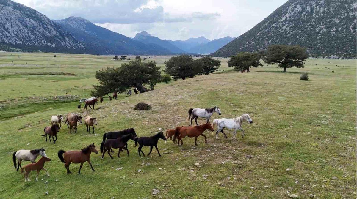 Kökenleri Osmanlı Süvari atlarına dayanan Toroslar