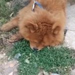 Köpeğin eziyet sonucu öldüğü iddiasına ilişkin 1 gözaltı