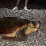 Sahilin davetsiz misafiri dev caretta caretta