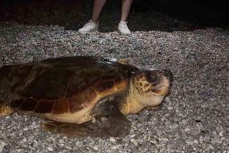 Sahilin davetsiz misafiri dev caretta caretta