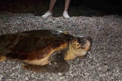 Sahilin davetsiz misafiri dev caretta caretta
