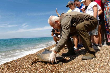 Uydu takılan 3 yeşil deniz kaplumbağası denize bırakıldı