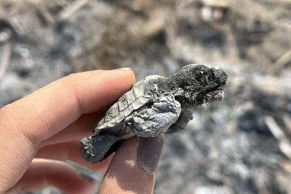 Caretta yavrusu ateşte can verdi