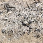 Caretta yavrusu ateşte can verdi