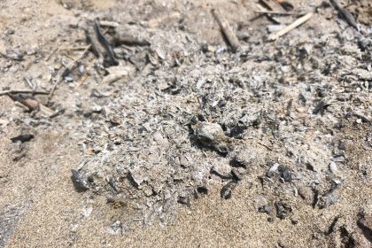 Caretta yavrusu ateşte can verdi