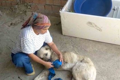 Çoban Köpeği Kurşunlandı:
