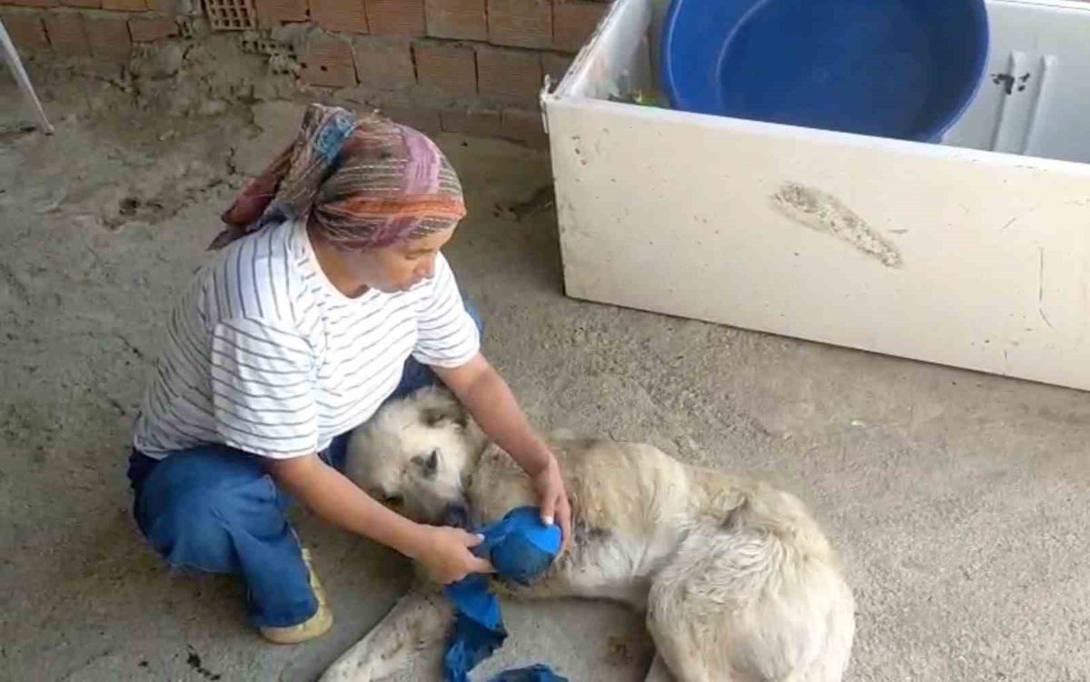 Çoban Köpeği Kurşunlandı:
