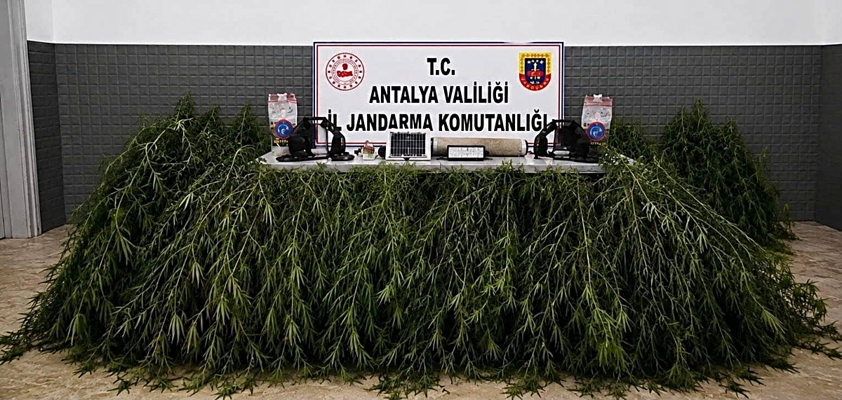 Aksu’da yasadışı kenevir operasyonu